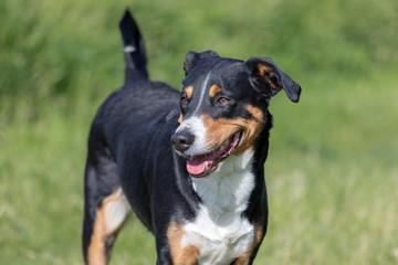 Appenzeller Mountain Dog, portrait of a dog close-up.