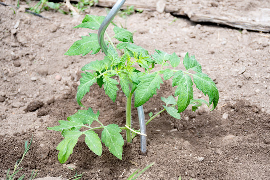 Young plant tomato with green leave put in hold on soil ready to plant. Hobby in suumer time for gardening.