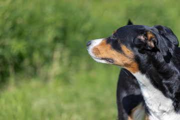 Appenzeller Mountain Dog, portrait of a dog close-up.