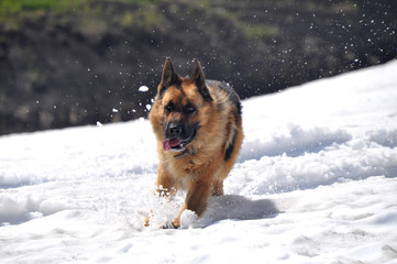  German Shepherd in snow