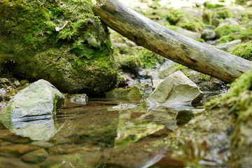 Waldfrieden