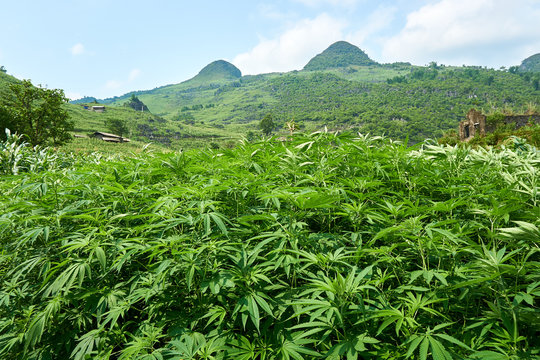 Hemp in Mountain landscape north Vietnam. Beautiful view on the Ha Giang loop on the north of Vietnam. Motorbike trip