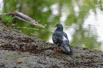 Dove stands on the shore of the lake. Summer day.