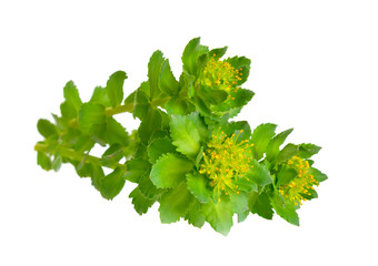 Rhodiola rosea or golden root, rose root, roseroot, Aaron's rod, Arctic root, king's crown, lignum rhodium, orpin rose