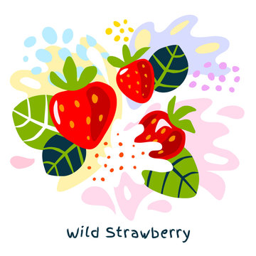 Fresh wild strawberry berry berries fruits juice splash oil organic food wild strawberries juicy splatter on abstract background vector hand drawn illustrations