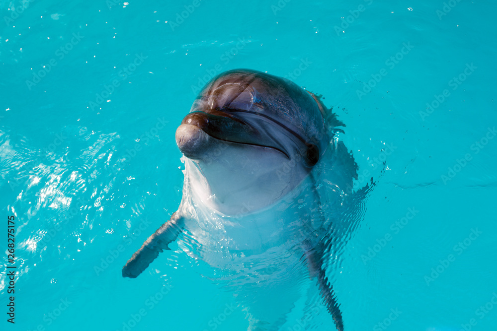 Wall mural Dolphin portrait while looking at you with open mouth