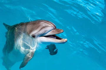 Fotobehang Dolfijnportret terwijl je met open mond naar je kijkt © natasnow