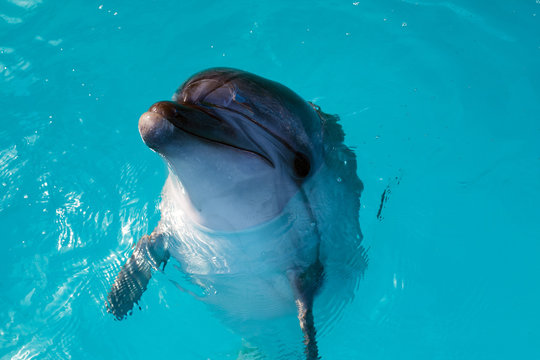 Dolphin portrait while looking at you with open mouth