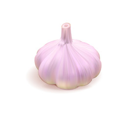 Photo realistic vector garlic on white background. Vector illustration.