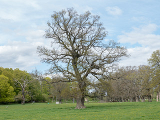Old oak landscape in spring