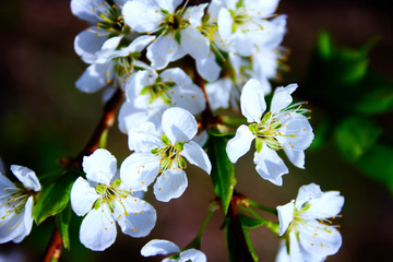 white flowers of apple tree