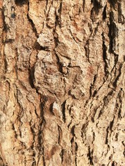 Trees have rough surfaces and many patterns.