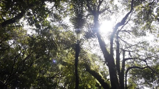A upward shot of a kauri tree with the sun peeking through the leaves.