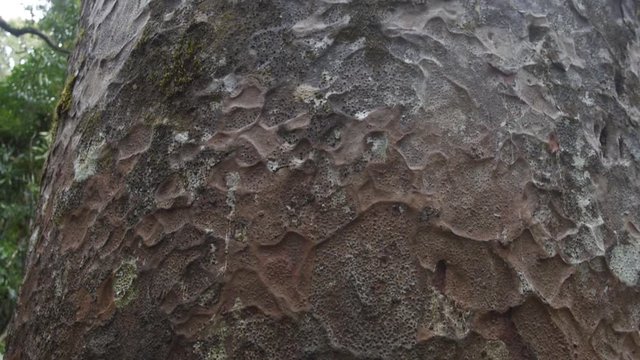 A tilting up shot of a Kauri tree's bark.