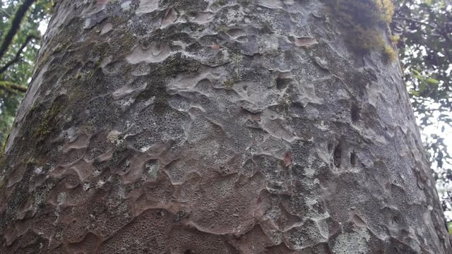 A gimbal shot of a Kauri trees bark.