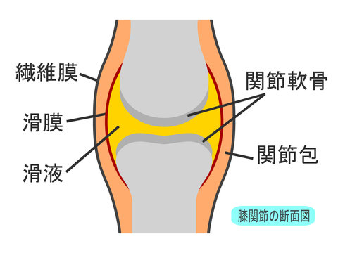 knee joint diagram, anatomical, labeled, medical clip art preview