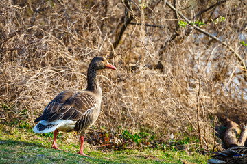 The wild greylag goose in the pond at sunset, close up