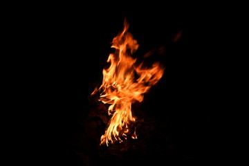 Big bonfire in a birch forest. High flame campfire. On a black background