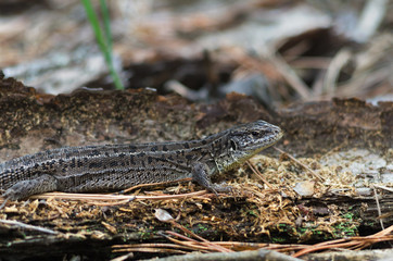 Grey lizard in the wild nature of Russia. Selective focus