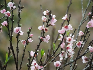 Sakura on thai 2