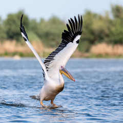 pelican landing