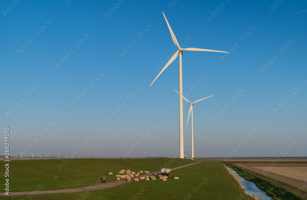 Wall mural sheep and modern wind turbines in the countryside. groningen, holland.