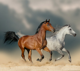 Naklejka na ściany i meble Horses in desert