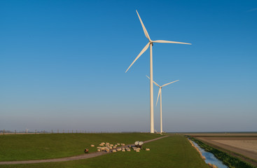 Fototapeta premium Sheep and modern wind turbines in the countryside. Groningen, Holland.