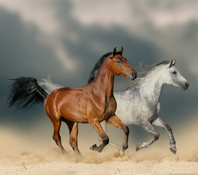 Horses in desert © Mari_art