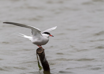 talkative seagull