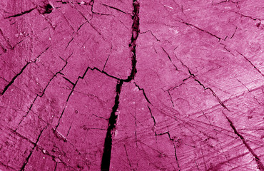 Old dirty tree cut close-up in pink tone.