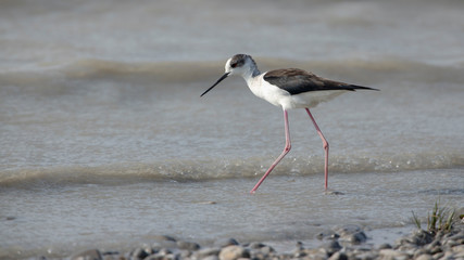Ein Stelzenläufer bei der Nahrungssuche mit großer Wassefläche