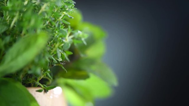 Herbs. Bunch of fresh green organic aromatic herb leaves rotated over black background. Mint, Peppermint, Rosemary, Thyme, Sage. 4K UHD video footage. 3840X2160