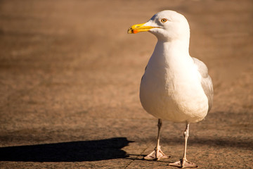 herring gull in a pedestrian area in Poland