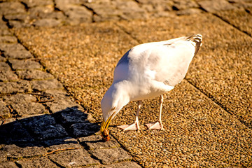 Obraz premium herring gull in a pedestrian area in Poland feeds bread