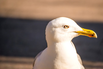 herring gull in a pedestrian area in Poland