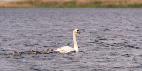 swan with babys