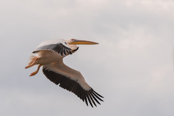 pelican in flight