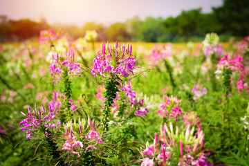 Pink Ceome in the garden