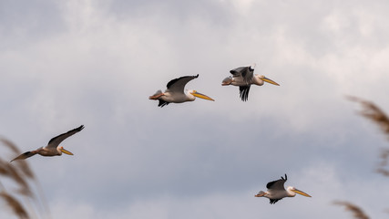 pelicans flying