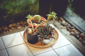 small cactus in flowerpot