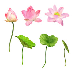 Hand Drawn Watercolor  Pink Lotus Blossom and Leaves Set isolated on white background.
