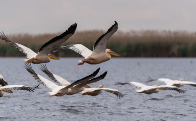 pelicans coming in for landing