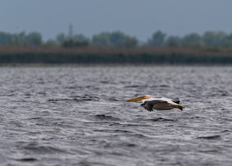 Fototapeta premium pelican in low flight