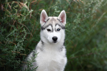 Obraz premium Cute Siberian Husky puppy on nature