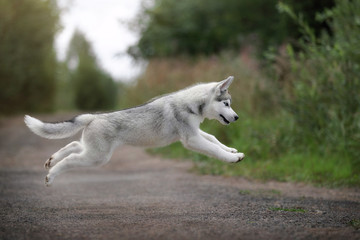 Obraz premium Cute Siberian Husky puppy on nature