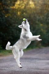 Naklejka premium Cute Siberian Husky puppy on nature