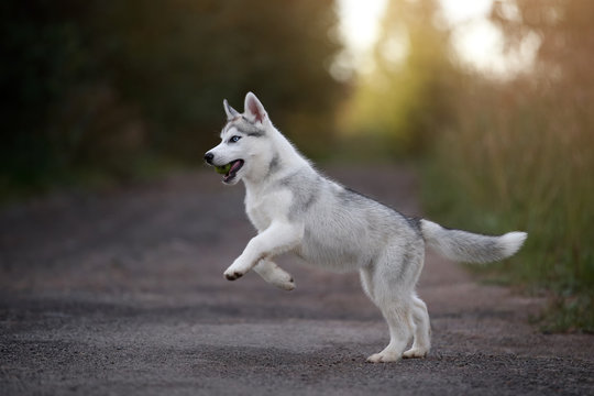 Cute Siberian Husky puppy on nature