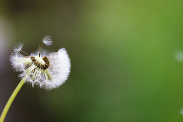 Dandelion flying on green background