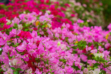 colorful blooming bougainvilleas in garden.